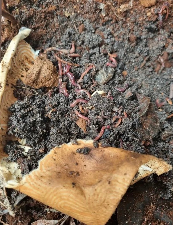 North Brisbane Compost Service Intheloop compostable coffee cups...