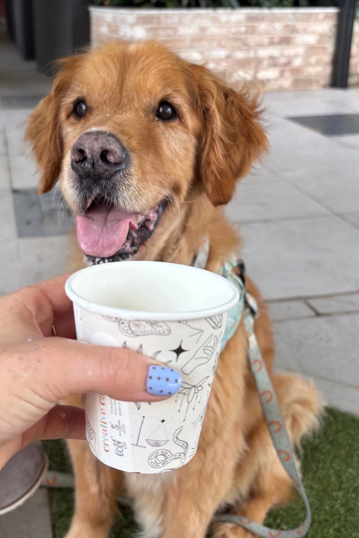 6oz takeaway home compostable coffee cup creative cafe co 225ml puppacino