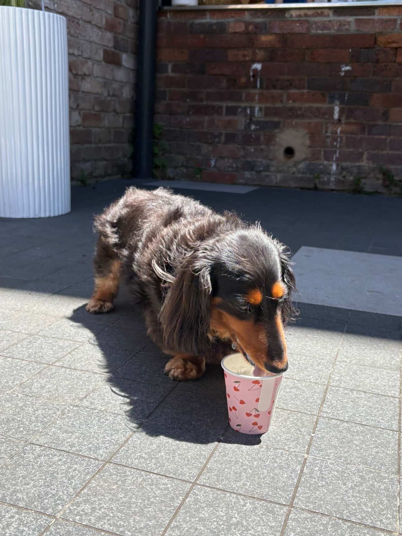 Pet Friendly Cafe Must Have - Puppacinos